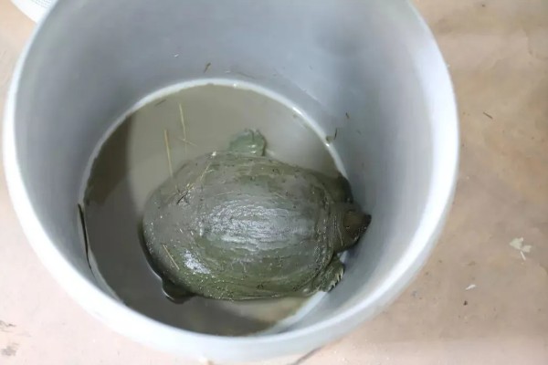 甲鱼放桶里要放多少水,只要可以盖过甲鱼背即可