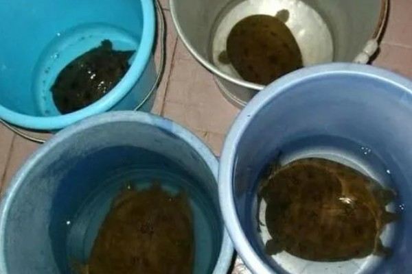 甲鱼放桶里要放多少水,只要可以盖过甲鱼背即可