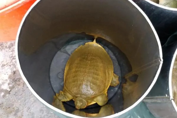 甲鱼放桶里要放多少水,只要可以盖过甲鱼背即可