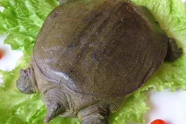 甲鱼放桶里要放多少水,只要可以盖过甲鱼背即可