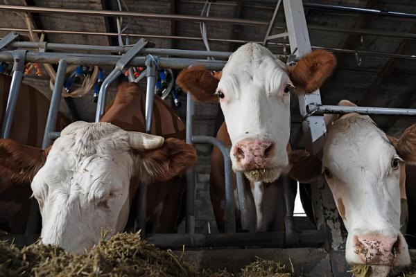 奶牛围产期的饲养管理方法，要控制好精饲与粗饲的平衡