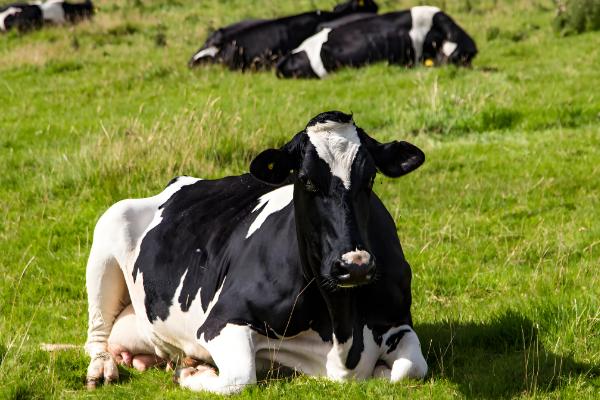 奶牛围产期的饲养管理方法，要控制好精饲与粗饲的平衡