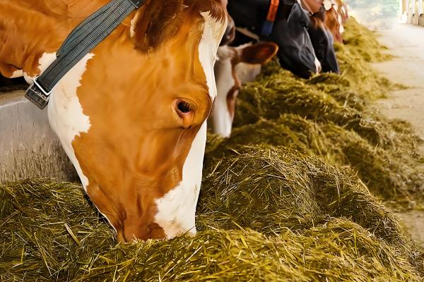 奶牛围产期的饲养管理方法，要控制好精饲与粗饲的平衡