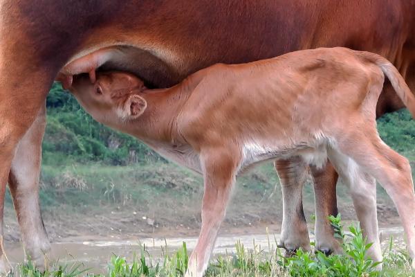奶牛围产期的饲养管理方法，要控制好精饲与粗饲的平衡