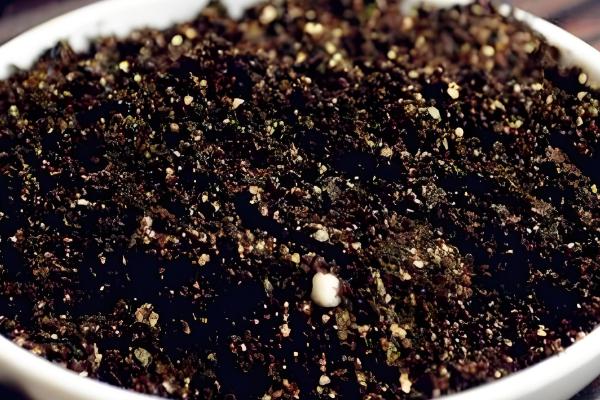 怎么养紫金牛盆景，喜欢较为湿润的花土