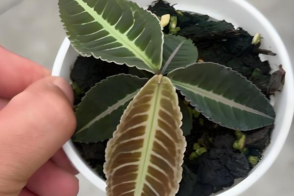 怎么养紫金牛盆景，喜欢较为湿润的花土