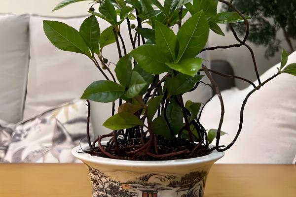 怎么养紫金牛盆景，喜欢较为湿润的花土