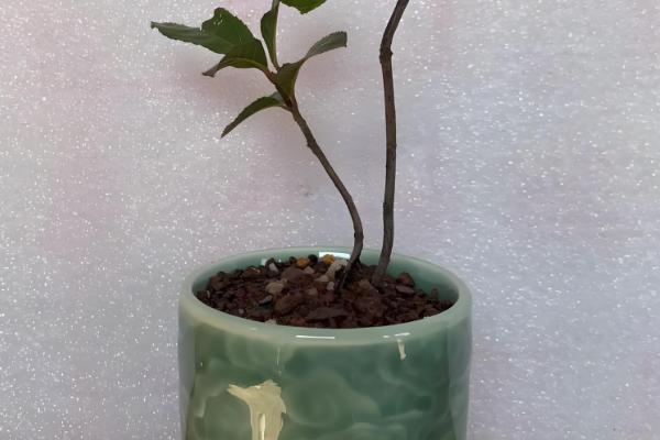 怎么养紫金牛盆景，喜欢较为湿润的花土