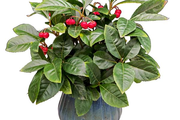 怎么养紫金牛盆景，喜欢较为湿润的花土