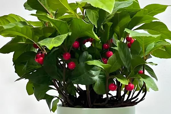 怎么养紫金牛盆景，喜欢较为湿润的花土