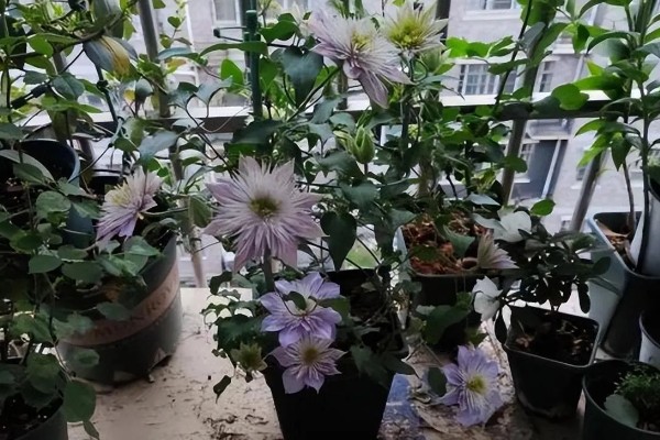 铁线莲的作用，以观赏、净化空气为主