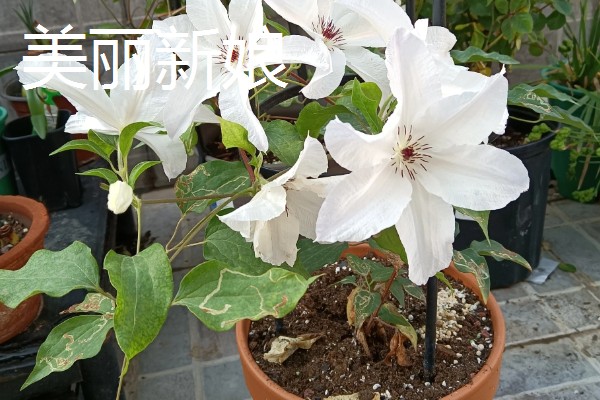 铁线莲的作用，以观赏、净化空气为主