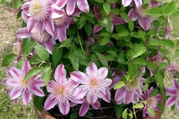 铁线莲的作用，以观赏、净化空气为主