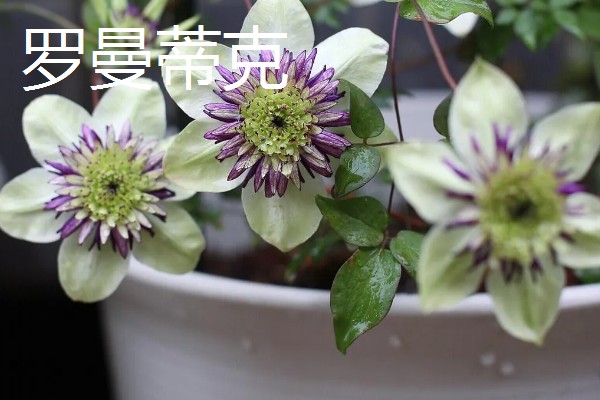 铁线莲的作用，以观赏、净化空气为主