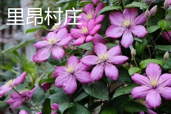 铁线莲的作用，以观赏、净化空气为主