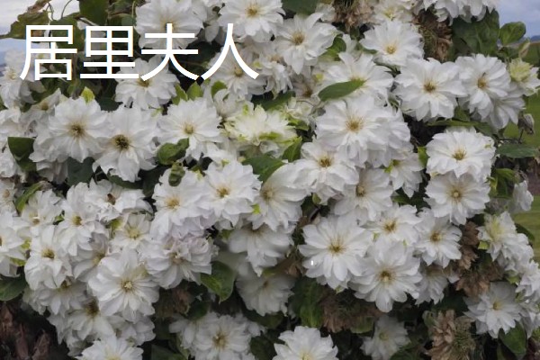 铁线莲的作用，以观赏、净化空气为主