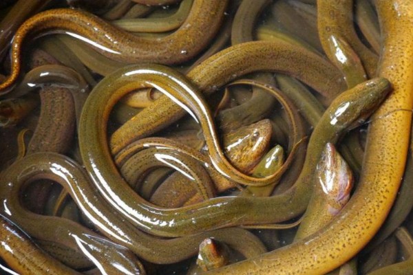 鳝鱼是不是鱼，鳝鱼是鱼