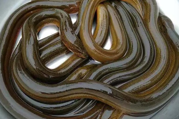 鳝鱼是不是鱼，鳝鱼是鱼