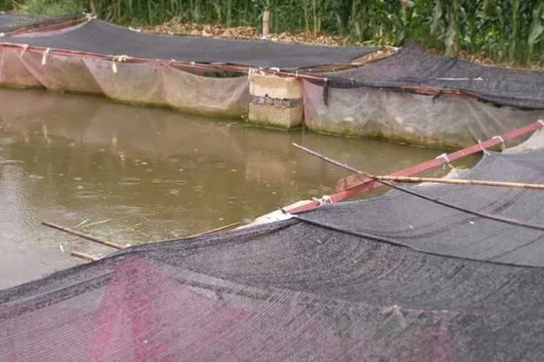 鳝鱼是不是鱼，鳝鱼是鱼