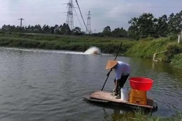 鳝鱼是不是鱼，鳝鱼是鱼