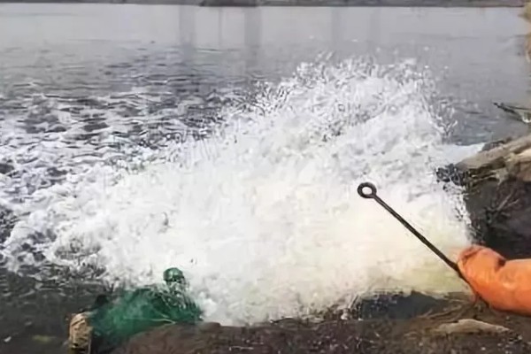 鳝鱼是不是鱼，鳝鱼是鱼