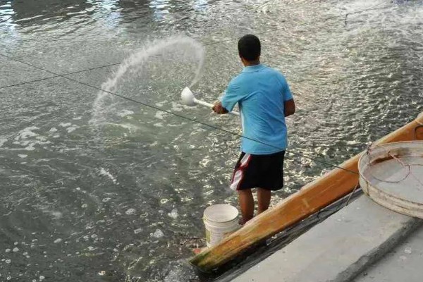 鳝鱼是不是鱼，鳝鱼是鱼