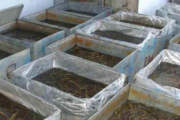 鳝鱼是不是鱼，鳝鱼是鱼