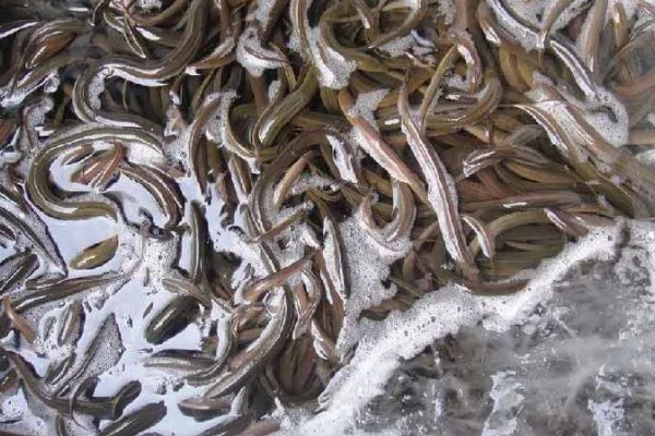 鳝鱼是不是鱼，鳝鱼是鱼