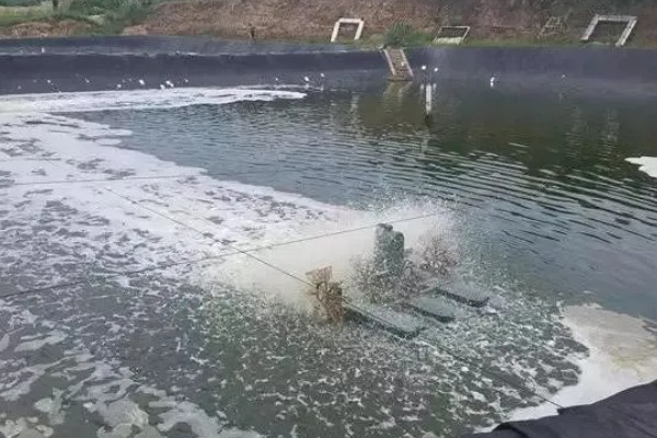 鳝鱼是不是鱼，鳝鱼是鱼