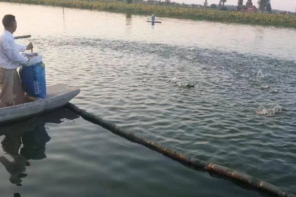 鳝鱼是不是鱼，鳝鱼是鱼