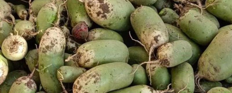 青萝卜的种植方法，一年四季均可种植