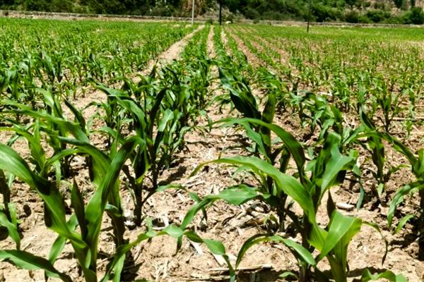 节水滴灌区玉米出苗不好的原因，常见以下人为因素