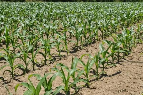 节水滴灌区玉米出苗不好的原因，常见以下人为因素