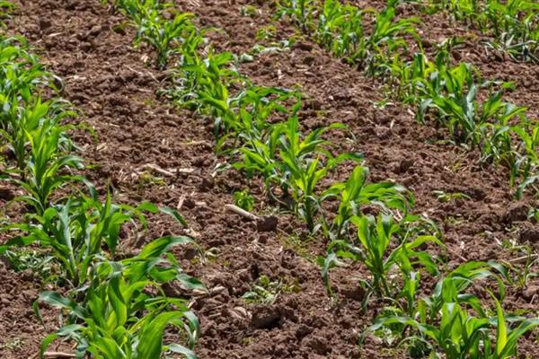 节水滴灌区玉米出苗不好的原因，常见以下人为因素