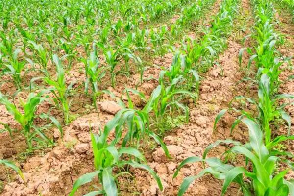 节水滴灌区玉米出苗不好的原因，常见以下人为因素