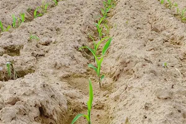 节水滴灌区玉米出苗不好的原因，常见以下人为因素