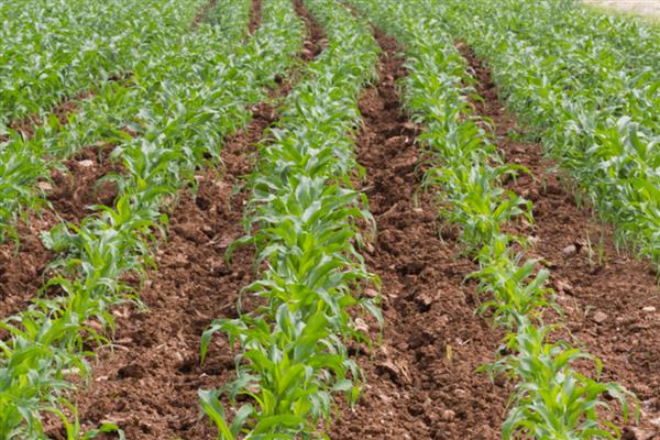 节水滴灌区玉米出苗不好的原因，常见以下人为因素