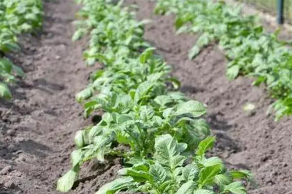 青萝卜的种植方法,一年四季均可种植