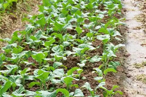 青萝卜的种植方法,一年四季均可种植
