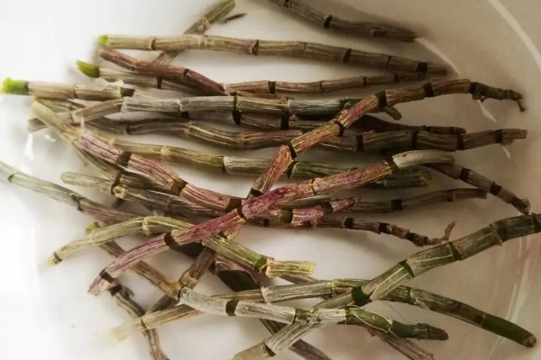 石斛怎样发根，可使用生根剂