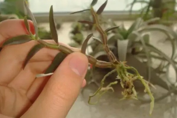 石斛怎样发根，可使用生根剂