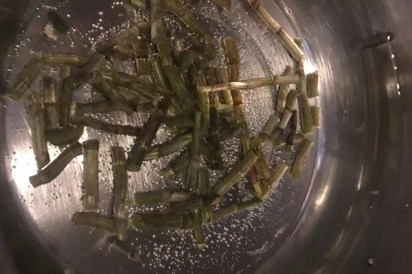 石斛怎样发根，可使用生根剂