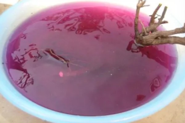 石斛怎样发根，可使用生根剂