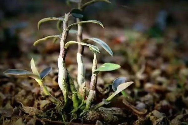 石斛怎样发根，可使用生根剂