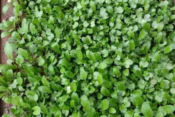 青萝卜的种植方法,一年四季均可种植