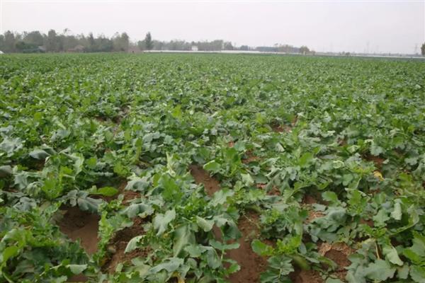 青萝卜的种植方法,一年四季均可种植