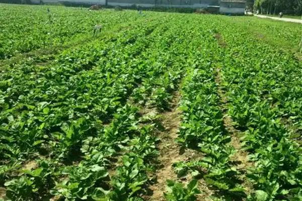 青萝卜的种植方法,一年四季均可种植
