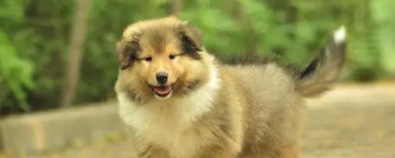 狗为什么会发生急性脑炎，可能是感染了脑包虫或病毒