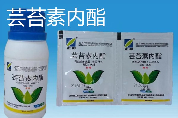 油菜打什么药可增产,可以打赤霉素、多效唑等