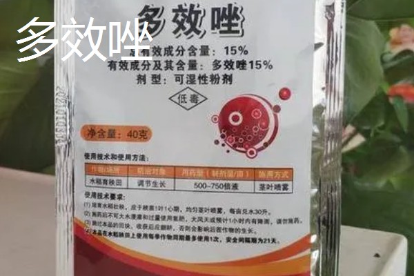 油菜打什么药可增产,可以打赤霉素、多效唑等